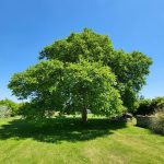 walnut tree with bright green leaves, green grass and bright blue sky