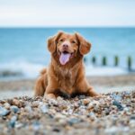 dog on a pebble beach