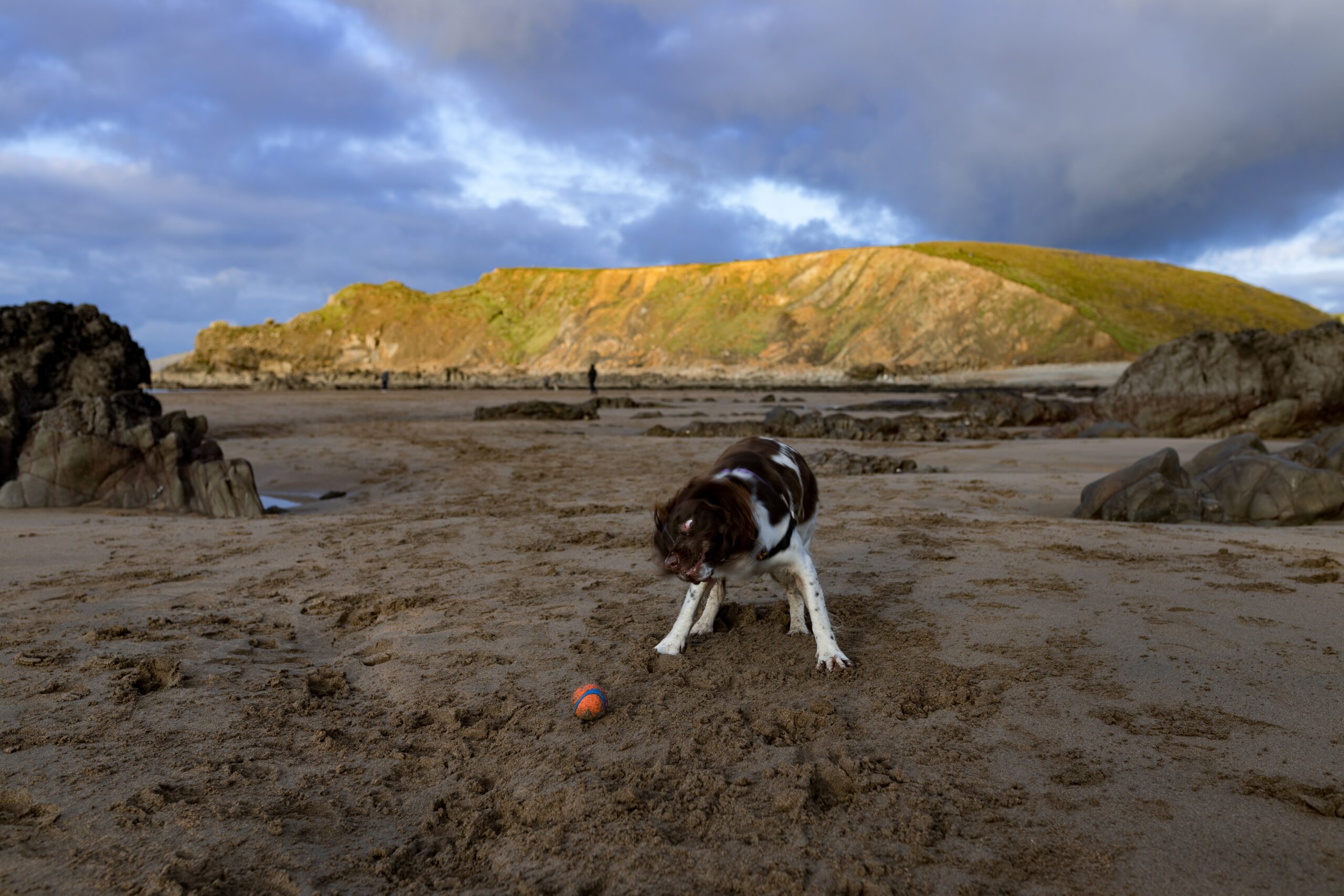Dog looking at a ball on a beach