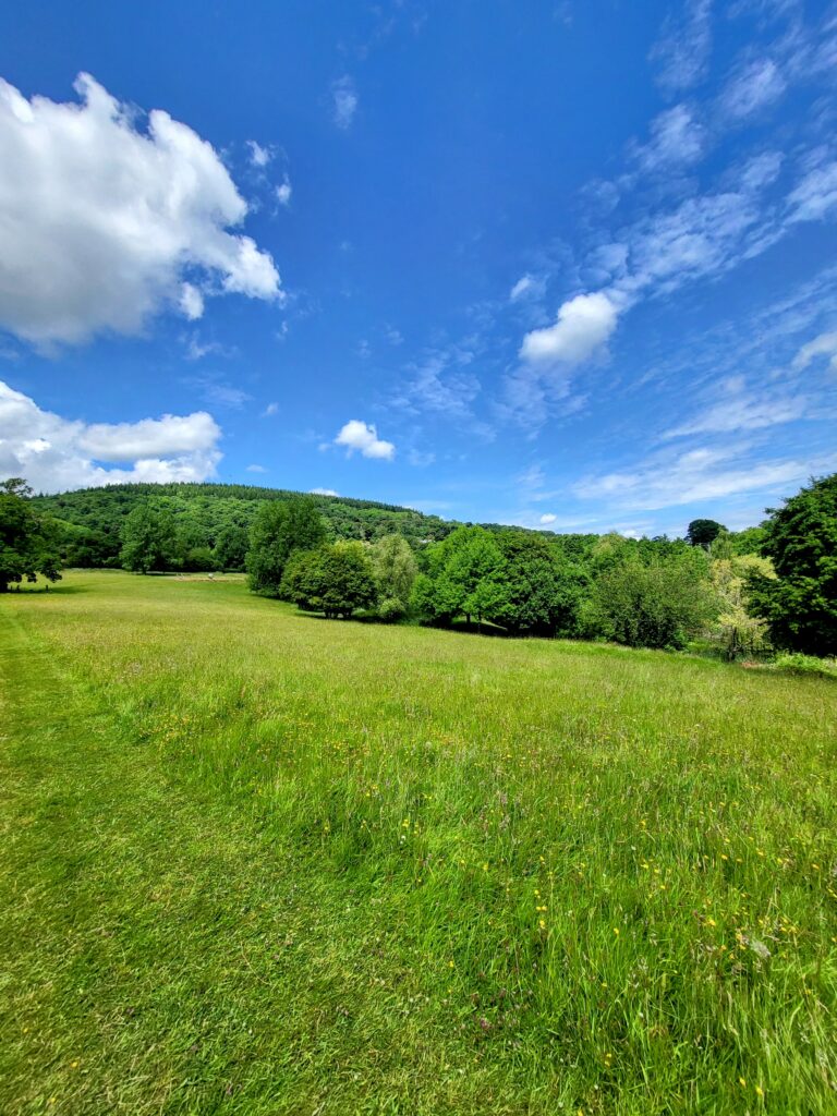 View of lush grassland and trees