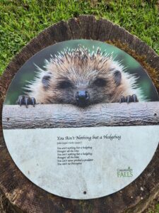 A Poem about Hedgehogs