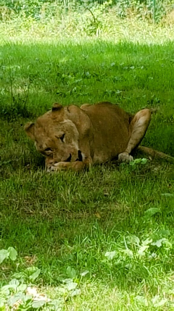 Female lion eatting