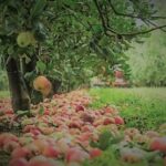 Apples under an apple tree